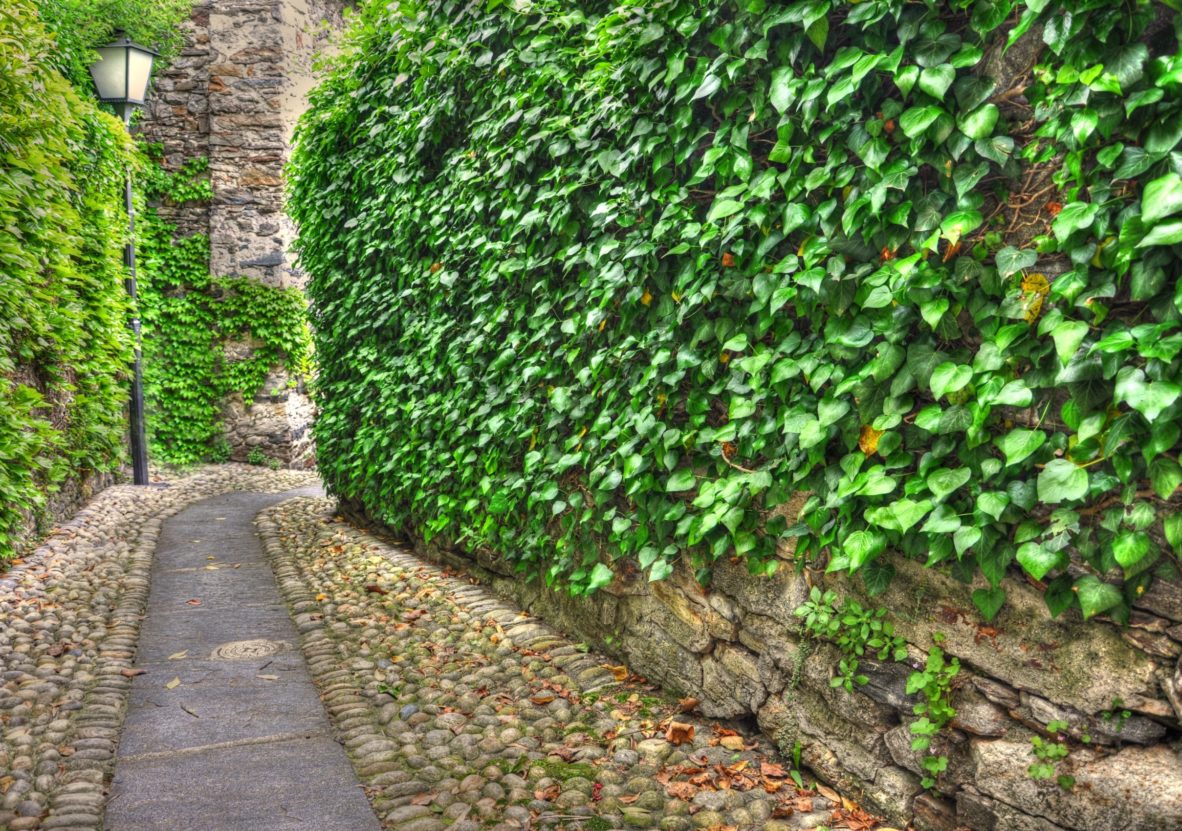 A beautiful gravel road surrounded by greenery