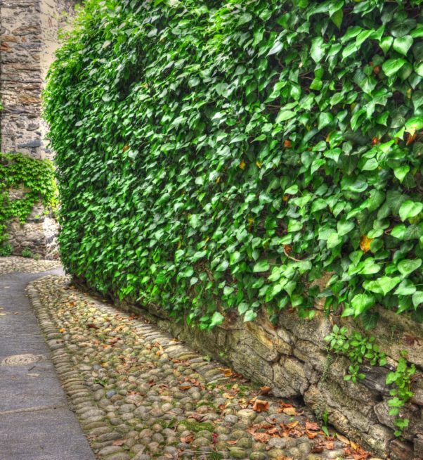 A beautiful gravel road surrounded by greenery