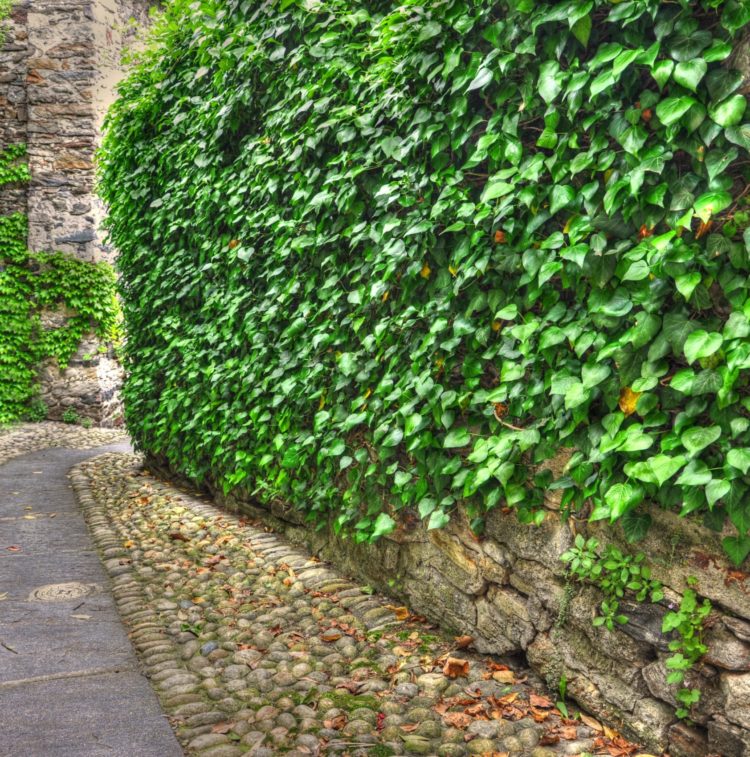 A beautiful gravel road surrounded by greenery
