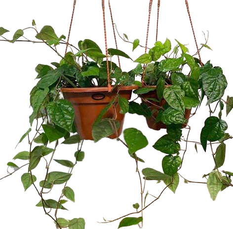 Betel Leaf (Magai Paan) With Hanging Pot