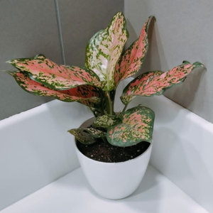 Aglaonema Pink Beauty Plant
