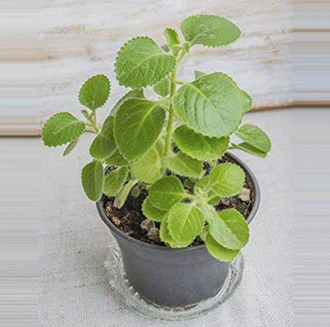 Ajwain Plant in a Pot: