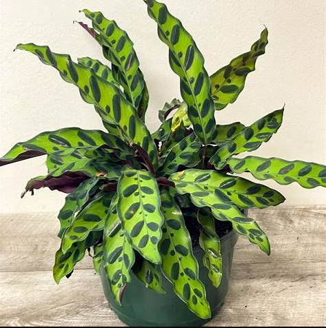 Calathea Rattlesnake Plant