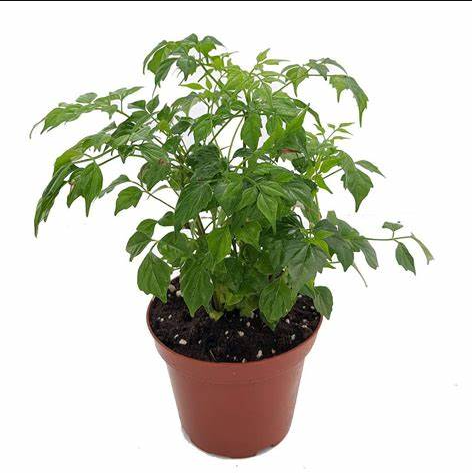 China Doll Plant (4 inch)