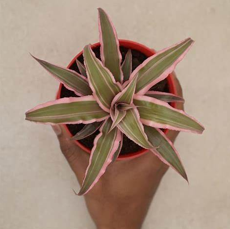 Earth Star Plant - Pink