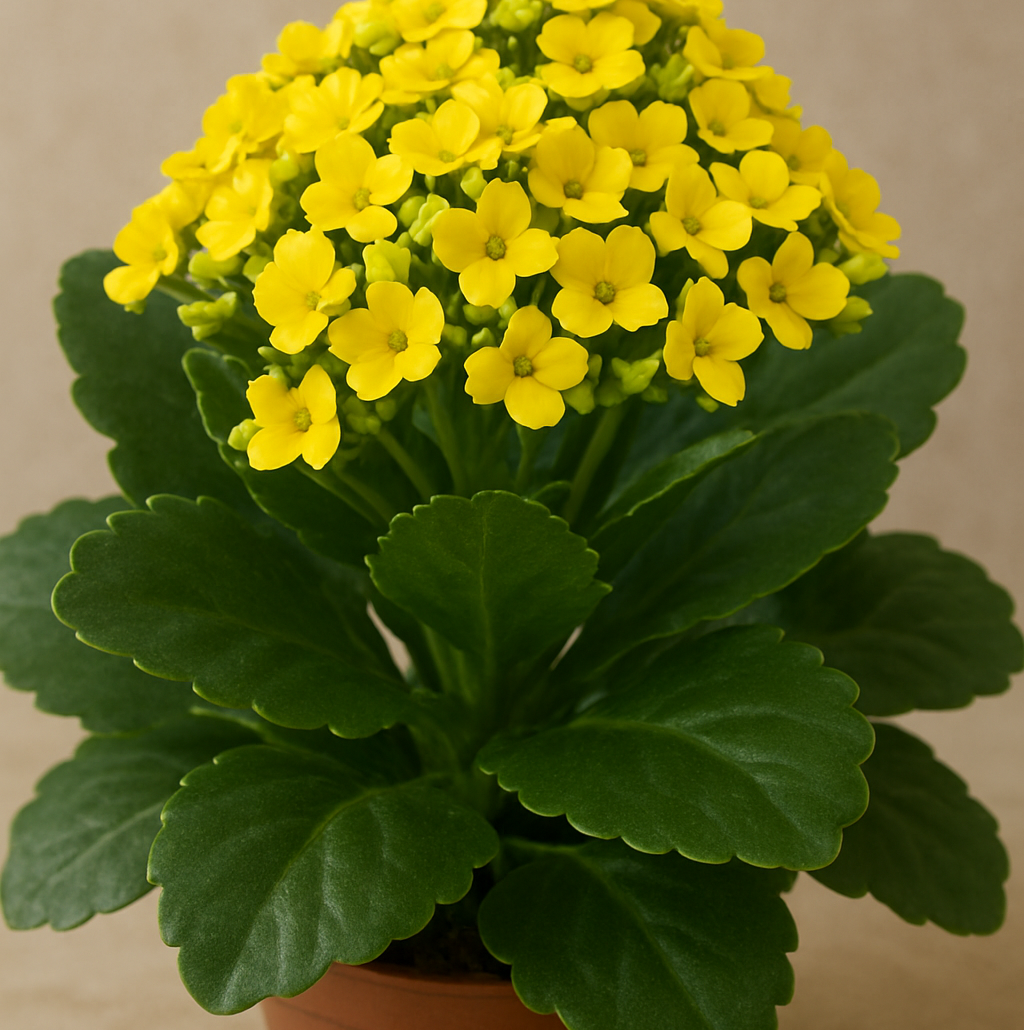 Kalanchoe Plant - Yellow