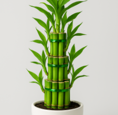 Lucky Bamboo Plant - 3 Layer