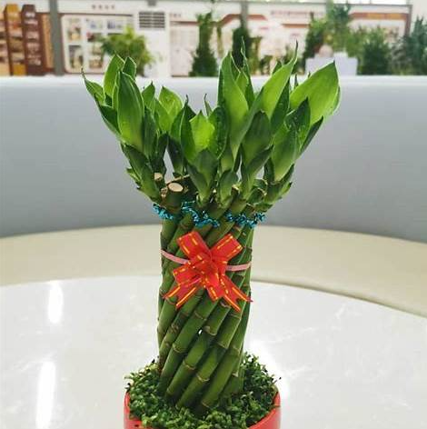 Lucky Wheel Bamboo Plant