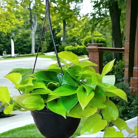 Money Plant Golden With Hanging Pot