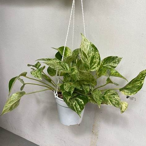 Money Plant Marble With Hanging Pot