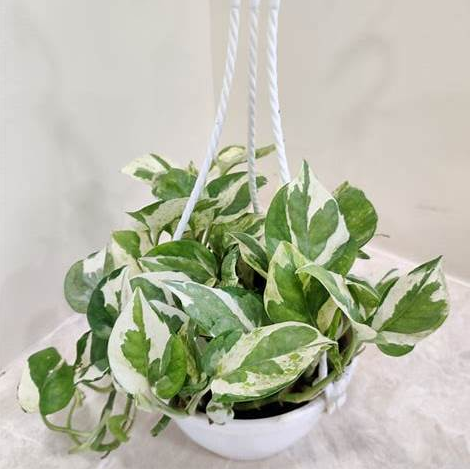 Money Plant N Joy With Hanging Pot