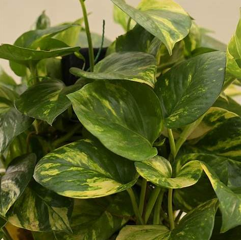 Money Plant Variegated