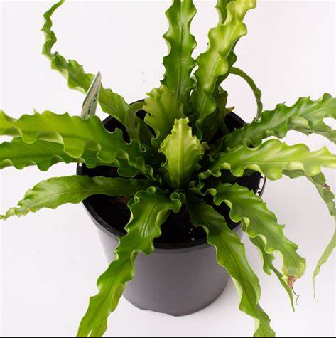 Osaka Bird Nest Fern