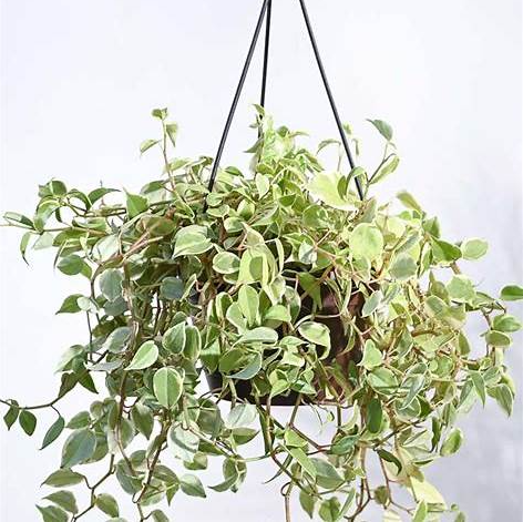 Peperomia Variegated Creeper With Hanging Pot