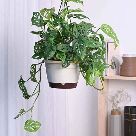 Philodendron Broken Heart With Hanging Pot
