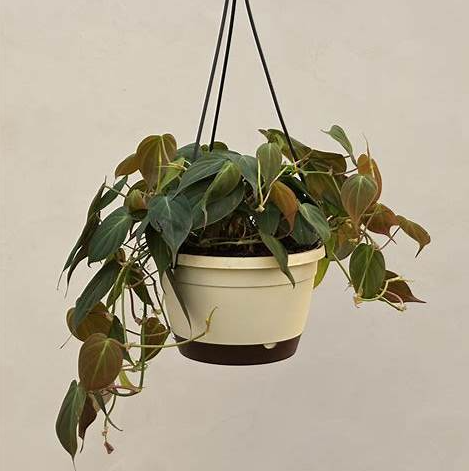 Philodendron Micans Plant With Hanging Pot
