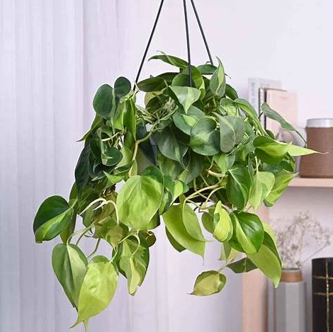 Philodendron Oxycardium Brasil With Hanging Pot