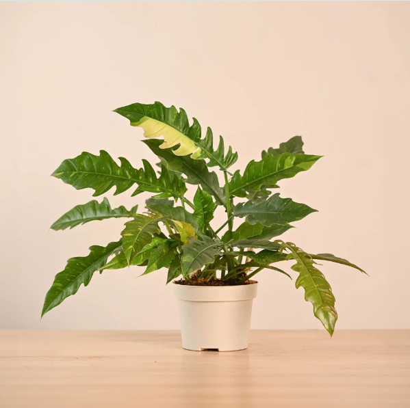 Philodendron Ring of Fire Variegated