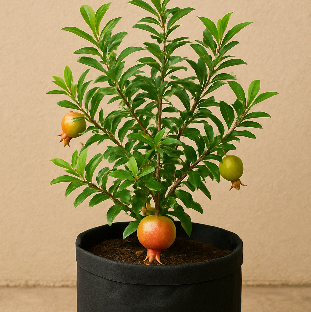 Pomegranate Plant with Grow Bag