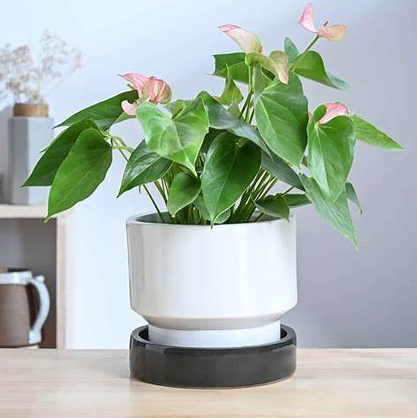 Soothing Rains Ceramic Planters